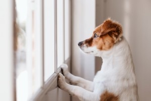 A waiting dog looking outside.